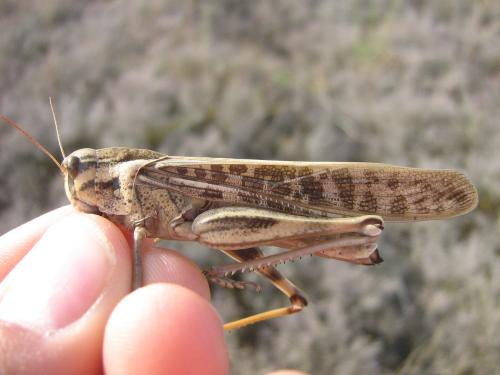 Réf. 136 654 : Locusta migratoria