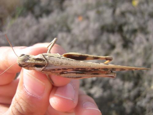 Réf. 136 655 : Locusta migratoria