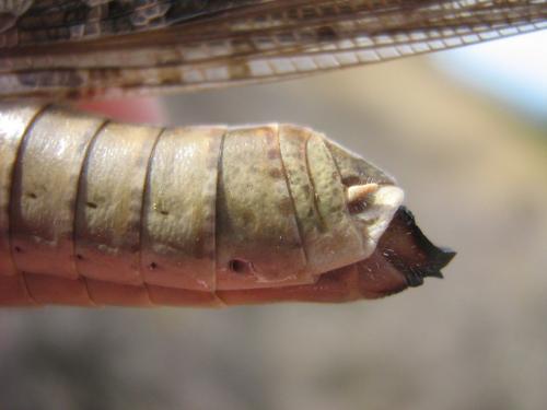 Réf. 136 657 : Locusta migratoria
