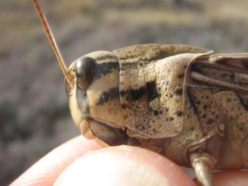 Réf. 136 656 : Locusta migratoria