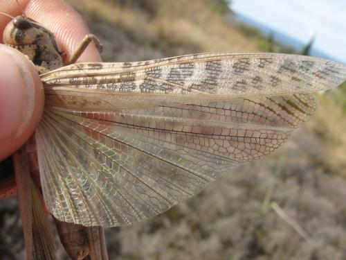 Réf. 136 658 : Locusta migratoria