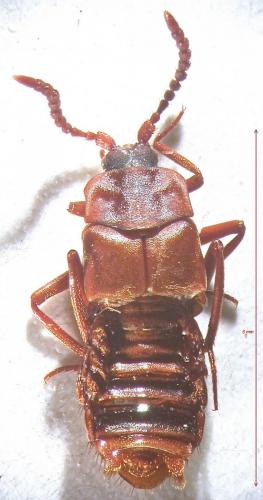 Réf. 136 299 : Lomechusa paradoxa