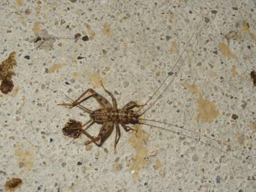 Gryllomorpha dalmatina dalmatina