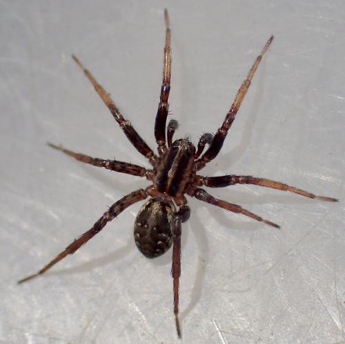 Réf. 136 802 : Hygrolycosa rubrofasciata