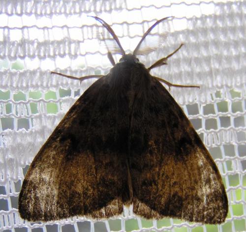 Lymantria dispar