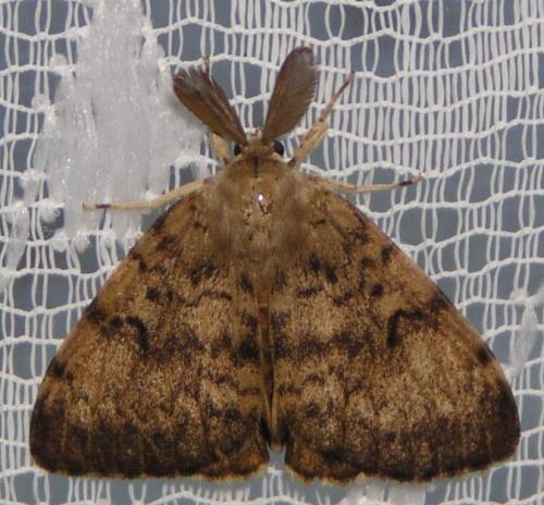 Lymantria dispar