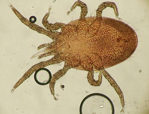 Réf. 136 020 : Ophionyssus natricis