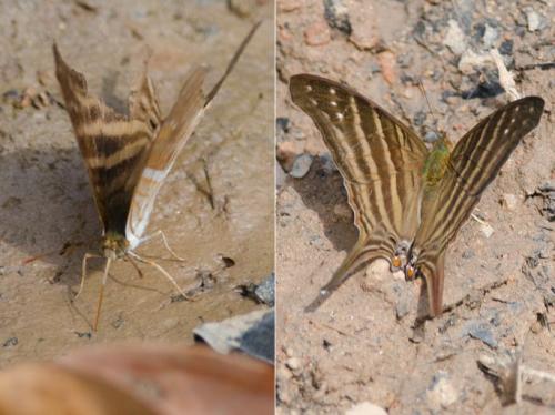 Marpesia chiron