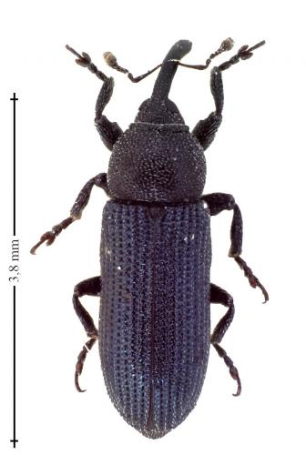 Réf. 136 485 : Mecinus janthinus