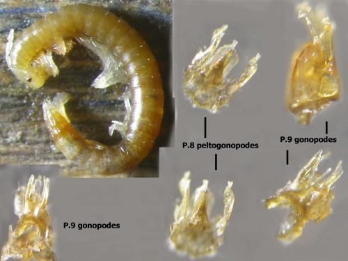 Melogona gallica