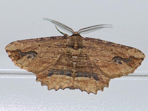 Menophra abruptaria