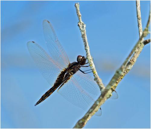 Miathyria marcella