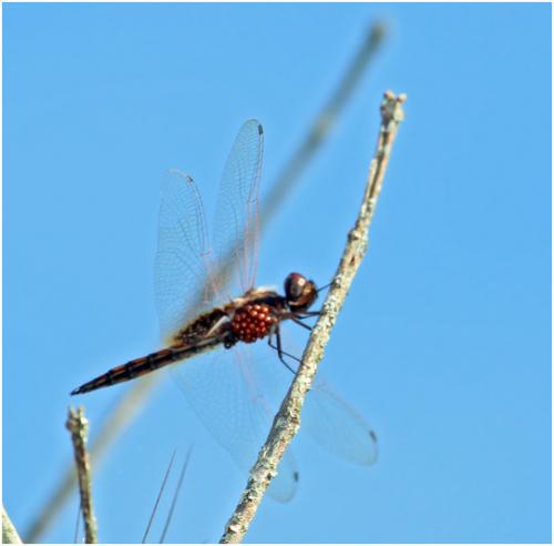 Miathyria marcella