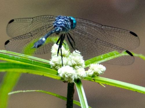 Micrathyria mengeri