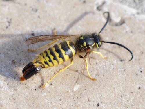 Réf. 136 280 : Vespula vulgaris
