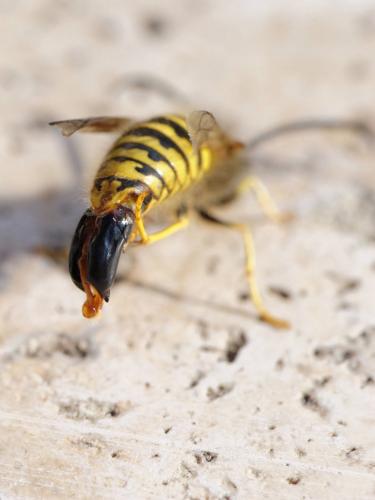 Vespula vulgaris