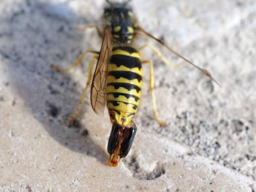 Réf. 136 281 : Vespula vulgaris