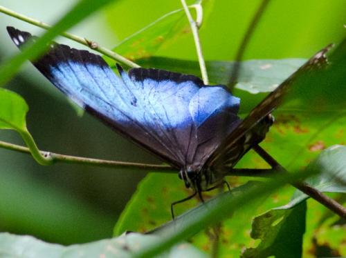 Réf. 136 994 : Morpho deidamia