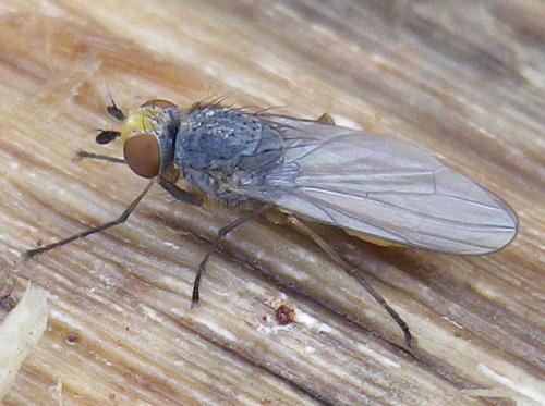 Réf. 136 329 : Heteromyza atricornis