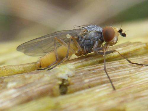 Heteromyza atricornis