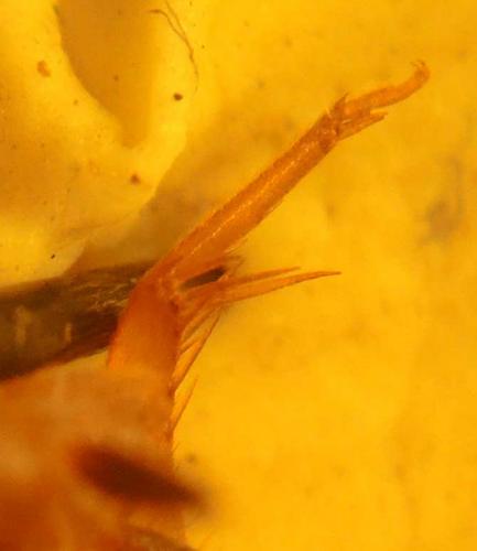 Myrmecophilus aequispina