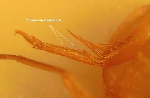 Réf. 136 146 : Myrmecophilus aequispina
