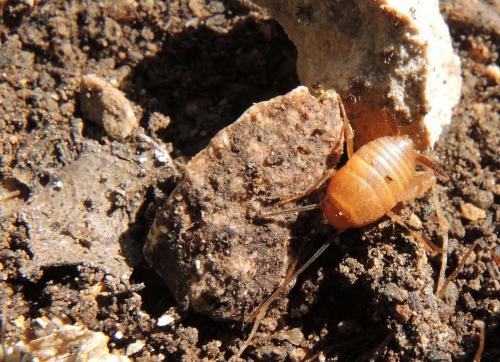 Myrmecophilus aequispina