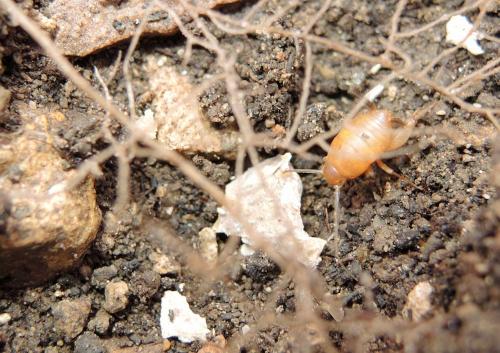 Réf. 136 144 : Myrmecophilus aequispina