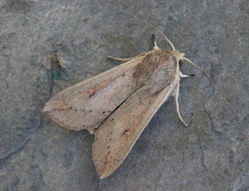 Mythimna unipuncta