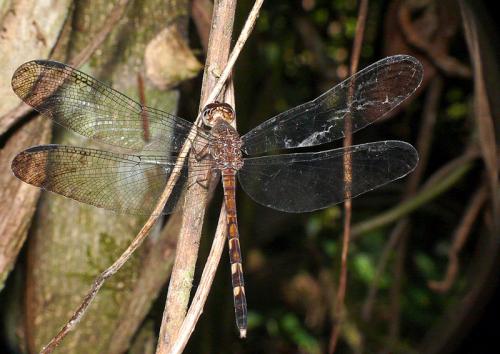 Réf. 136 166 : Uracis fastigiata