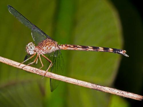 Uracis fastigiata