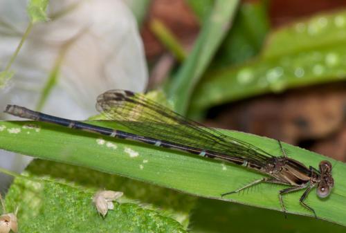 Argia sp.