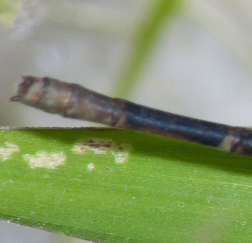 Argia sp.
