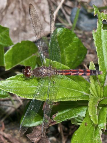 Erythrodiplax fervida