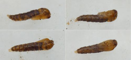 Réf. 136 195 : Orthocladiinae inconnu