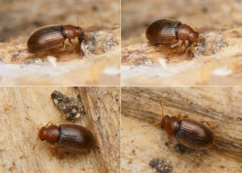 Corticarina sp.