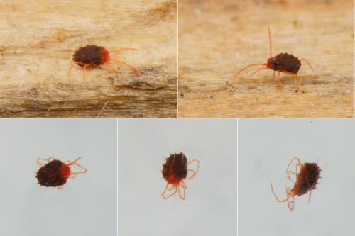 Aplonobia histricina