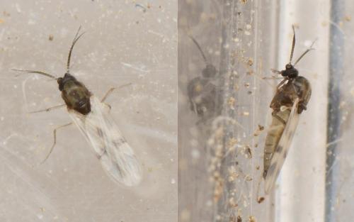 Réf. 136 149 : Culicoides sp.
