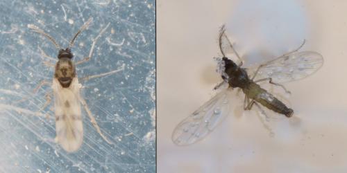 Réf. 136 150 : Culicoides sp.