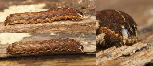 Noctua janthina