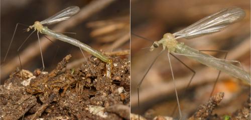 Réf. 136 567 : Dicranomyia sp.