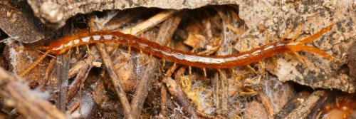 Cryptops sp.