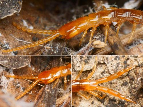 Cryptops sp.