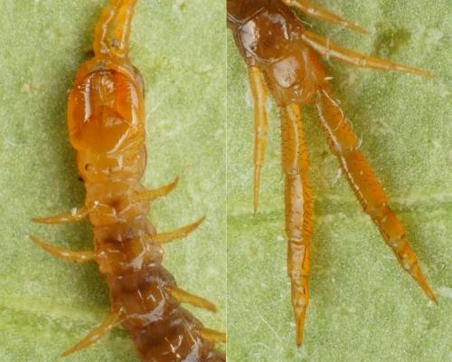 Cryptops sp.