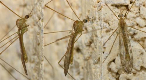 Réf. 136 604 : Dicranomyia sp.
