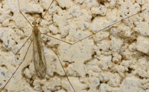 Réf. 136 603 : Dicranomyia sp.