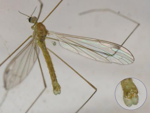 Réf. 136 715 : Dicranomyia sp.