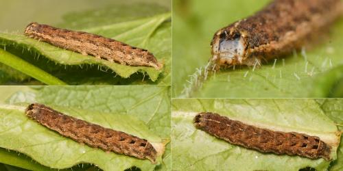 Noctua janthina