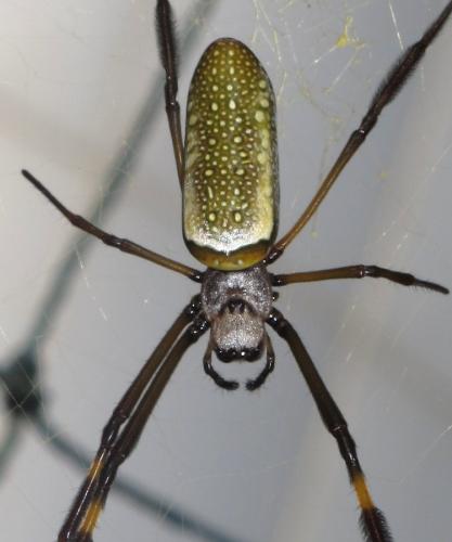 Réf. 136 029 : Trichonephila clavipes
