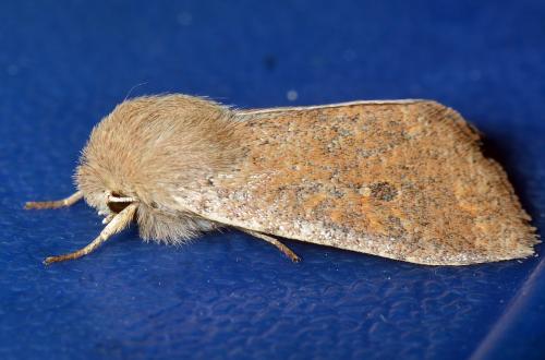 Réf. 136 719 : Orthosia cruda
